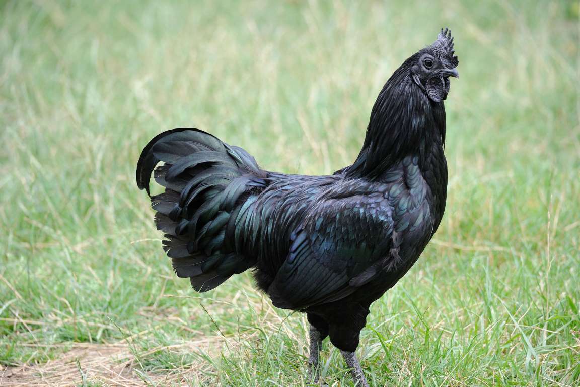 Giống gà đen đem lại năng suất kinh tế tốt cho người nuôi