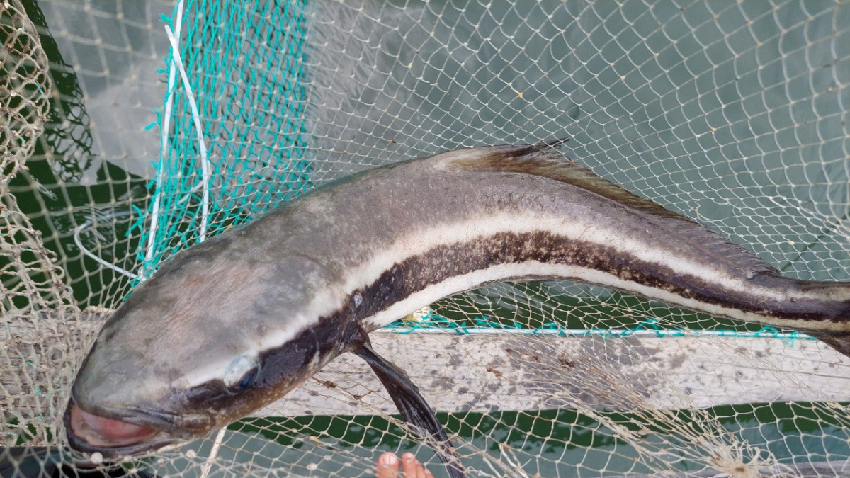 Quảng Ngãi Giá cá bớp tăng cao đột biến người nuôi cá Lý Sơn lãi khủng