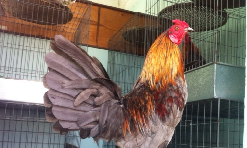 Video Khám phá trang trại nuôi gà chọi lớn nhất nhì Quảng Ngãi  Báo Quảng  Ngãi điện tử