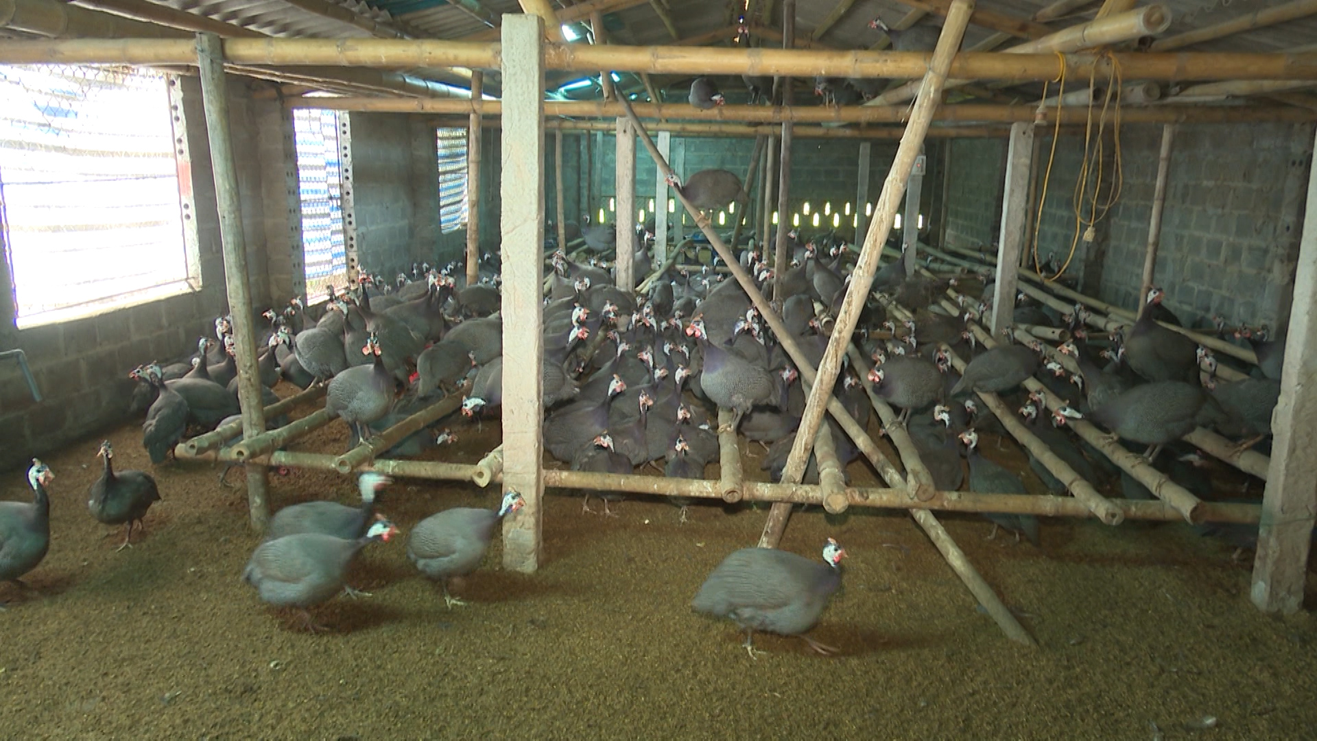 Bình quân một chuồng nuôi gà sao rộng khoảng 60m2; thả 300 con gà sao chăm từ nhỏ đến xuất bán