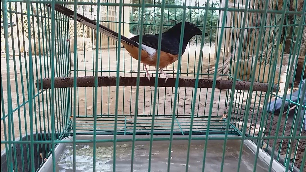 Chim Chích Choè Lửa (Copsychus Malabaricus) - Giọng hót thiên phú