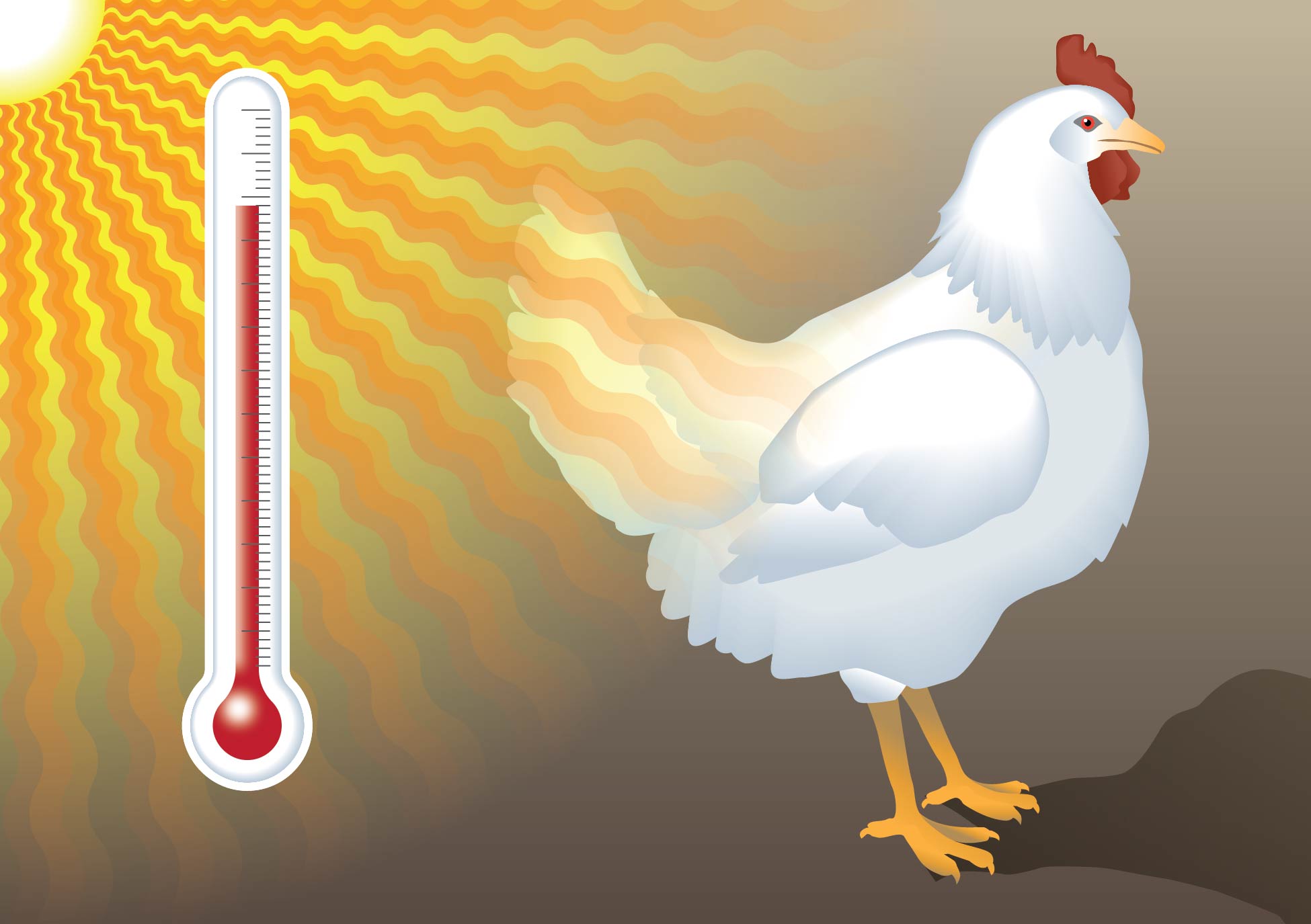Stress nhiệt ở gà thường do môi trường xung quanh hỗn tạp hoặc chênh lệch nhiệt độ lớn