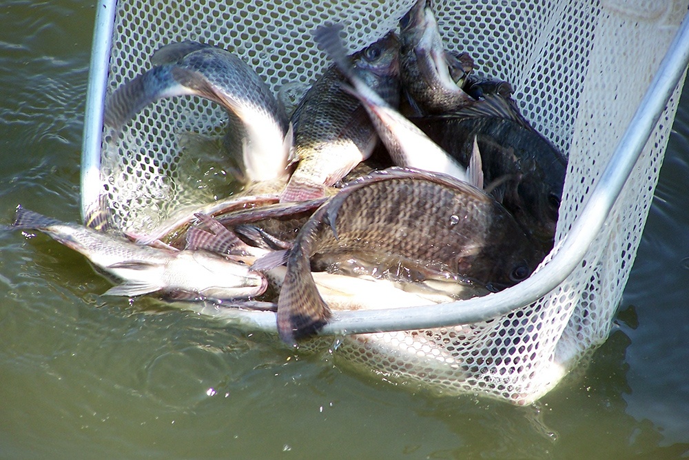 thúc đẩy chăn nuôi cá